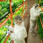 Trabalhadores em uma estufa de Agricultura vertical no Brasil, cultivando plantas em camadas com estruturas metálicas e bandejas verdes, ambiente controlado