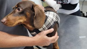 Cachorro sendo vacinado contra a raiva durante a campanha de imunização gratuita para pets em Guarujá.