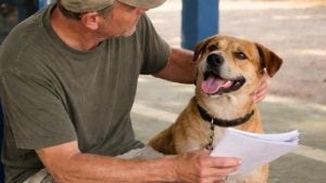 Cão e gato domésticos em destaque representando o mutirão gratuito de castração animal da Prefeitura de Atibaia.