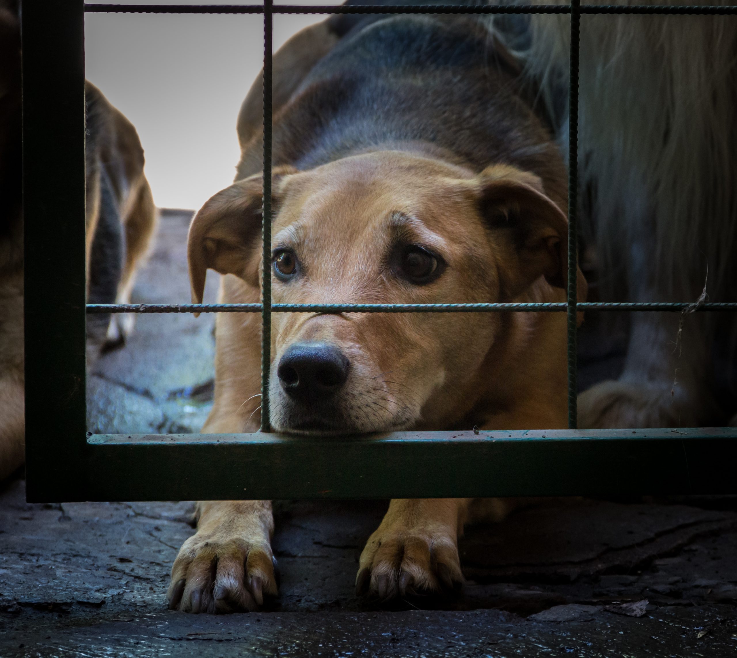 Vagas de castração em Sumaré: foto de cachorro abrigado em ambiente fechado, com grade ao fundo, representando inscrições para castração de cães e gatos.