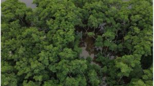 Vista aérea de uma densa área de floresta madura da Mata Atlântica com vegetação nativa preservada e copas de árvores verdes.