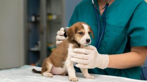 Médico veterinário realizando atendimento clínico em um animal, simbolizando a prática profissional regulamentada e protegida pela nova atualização do Código Penal Brasileiro.