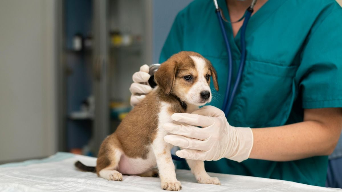 Médico veterinário realizando atendimento clínico em um animal, simbolizando a prática profissional regulamentada e protegida pela nova atualização do Código Penal Brasileiro.