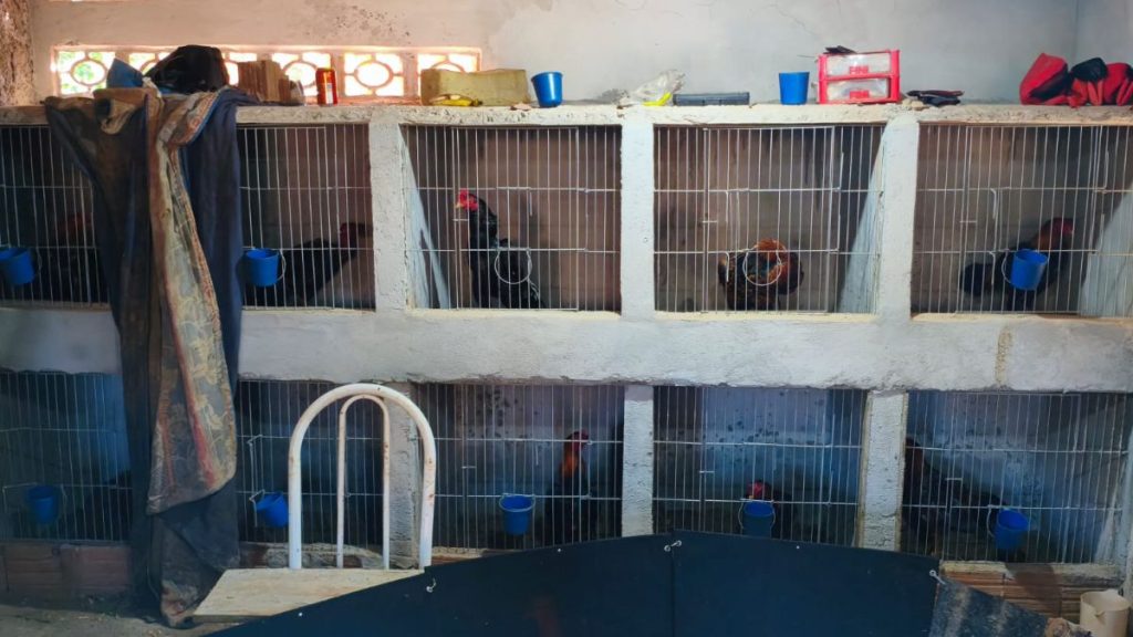 Aves vítimas de maus-tratos em rinha ilegal sendo preparadas para atendimento veterinário após apreensão em propriedade rural de Mogi Mirim.