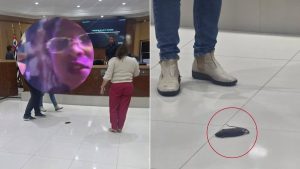 Mulher realiza protesto na Câmara de Mongaguá arremessando um rato morto no plenário após aprovação de empréstimo milionário pela prefeitura.