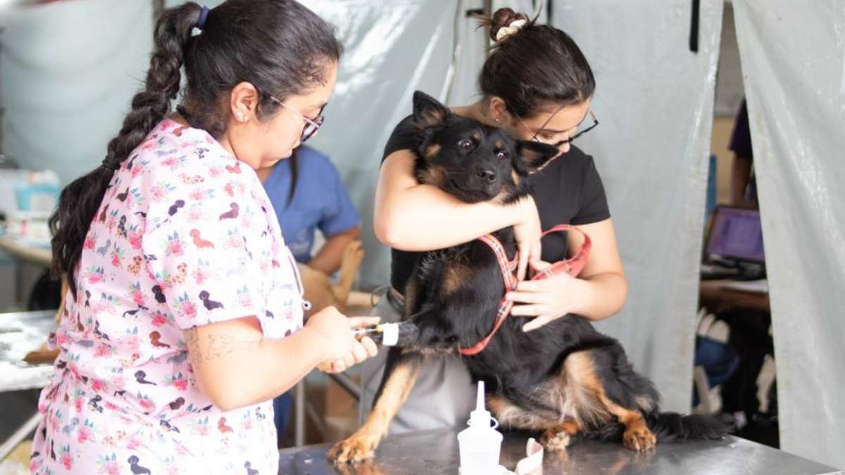 mutirão de castração com inscrições abertas em Limeira