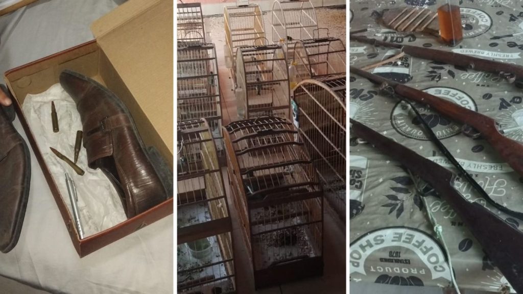 Colagem com imagens de apreensão na Operação Gaiola Aberta em Piracicaba: gaiolas e armas encontradas, com aves silvestres em cativeiro e itens confiscados pela fiscalização.