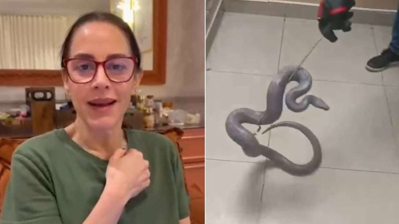 Silvia Abravanel aparece em vídeo ao lado de uma jiboia de estimação encontrada em um lugar inusitado, após ficar desaparecida desde janeiro.
