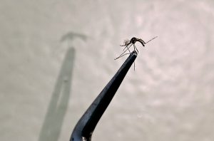 Ilustração fotográfica de um mosquito pousado em uma superfície, usada em alerta de saúde sobre dengue e chikungunya e aumento da transmissão com o fenômeno El Niño.