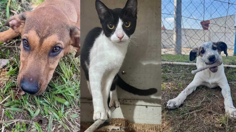 Associação Amigos dos Animais Nova Odessa: fotos de cães resgatados, com destaque para um cachorro marrom, um gato preto e branco e um cão branco e marrom em área externa.
