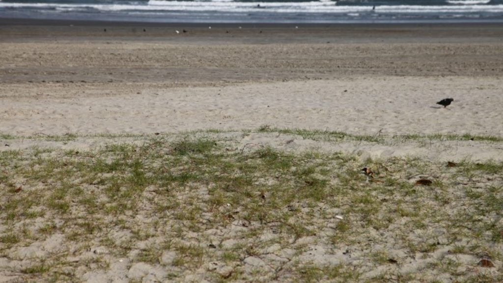 O jundu é uma vegetação nativa de restinga, típica do litoral e integrante da Mata Atlântica. Formado por plantas rasteiras e arbustos, ele atua como uma barreira natural viva na orla.