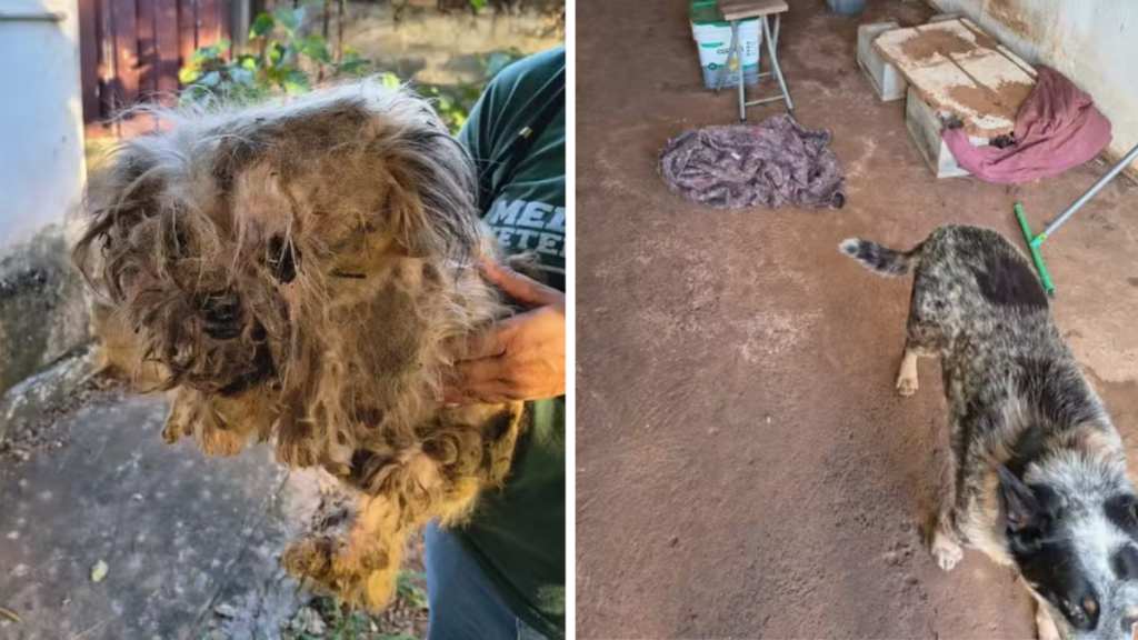 Dois cães foram resgatados pela Polícia Militar em uma residência de Piracicaba após denúncia de maus-tratos