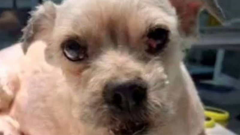 Close de um cão branco, com expressão abatida, em ambiente externo ao fundo, usado para ilustrar caso de maus-tratos a animais em Piracicaba com desfecho trágico.