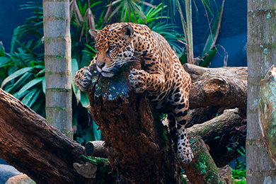 Zoológico de São Paulo: um dos maiores da América Latina, com centenas de espécies e experiências educativas voltadas para o público infantil.