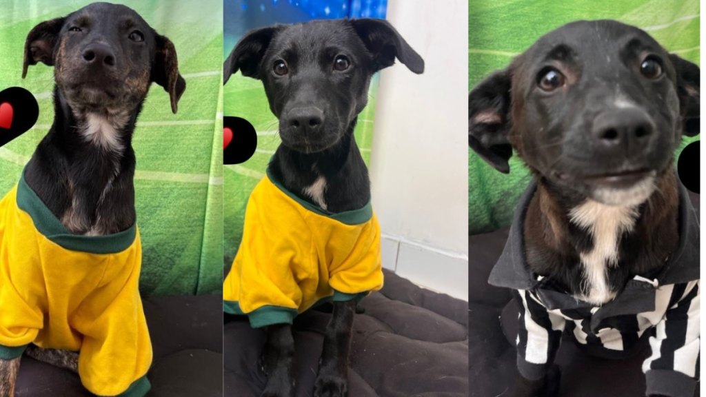 Três cães de pelagem escura usando roupinhas amarelas, com olhos atentos, em fotos individuais. A imagem divulga castração gratuita de cães e gatos e mostra animais à espera de adoção.