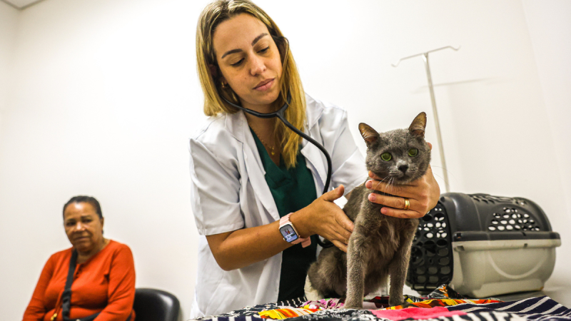 Médica veterinária segura um gato durante atendimento em clínica, enquanto a Santa Bárbara abre vagas para castração gratuita de cães e gatos domésticos.