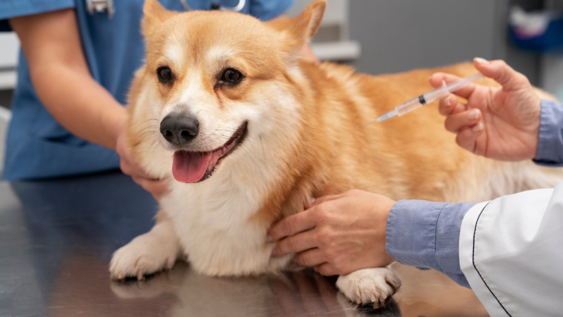 Aplicação de vacina antirrábica para cães e gatos: veterinário administra injeção em um cachorro dourado sobre uma mesa, com seringa na mão.
