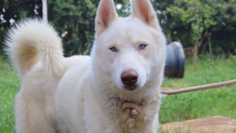 Cachorro branco de porte médio em ambiente externo, olhando para a câmera. Foto usada para divulgação de adoção gratuita de cães e gatos no programa Adote um Amigo em Hortolândia.