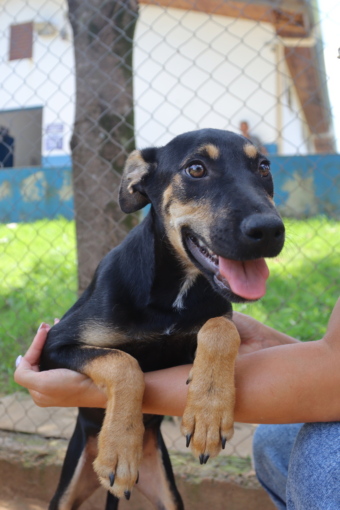 Cão preto com manchas caramelo no colo de uma pessoa durante campanha de adoção do programa Adote um Amigo, em Hortolândia.