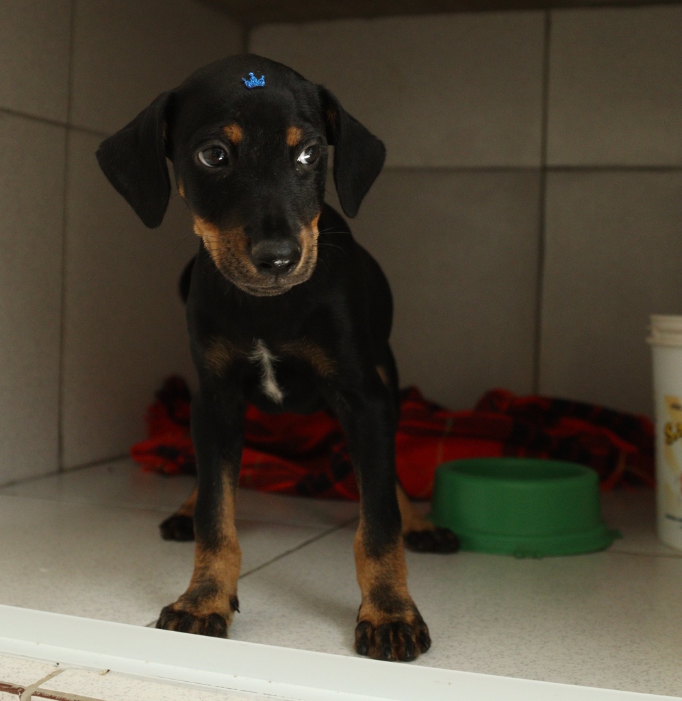 Cachorro filhote preto e castanho em caixa de adoção, olhando para a câmera, com brinquedos e potinho ao fundo. Imagem do programa de adoção gratuita de cães e gatos em Hortolândia (adoção animais Hortolândia).