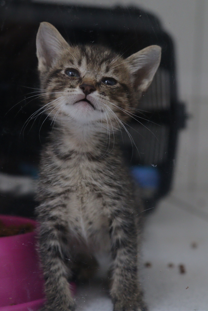 Gatinho tigrado em caixa de adoção, com olhar atento, pronto para adoção gratuita no programa Adote um Amigo em Hortolândia. Participe da adoção animais Hortolândia.