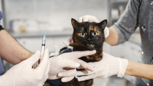 Veterinário aplica vacina antirrábica em um gato durante campanha de vacinação contra raiva em Sumaré, com seringa e luvas em atendimento para cães e gatos
