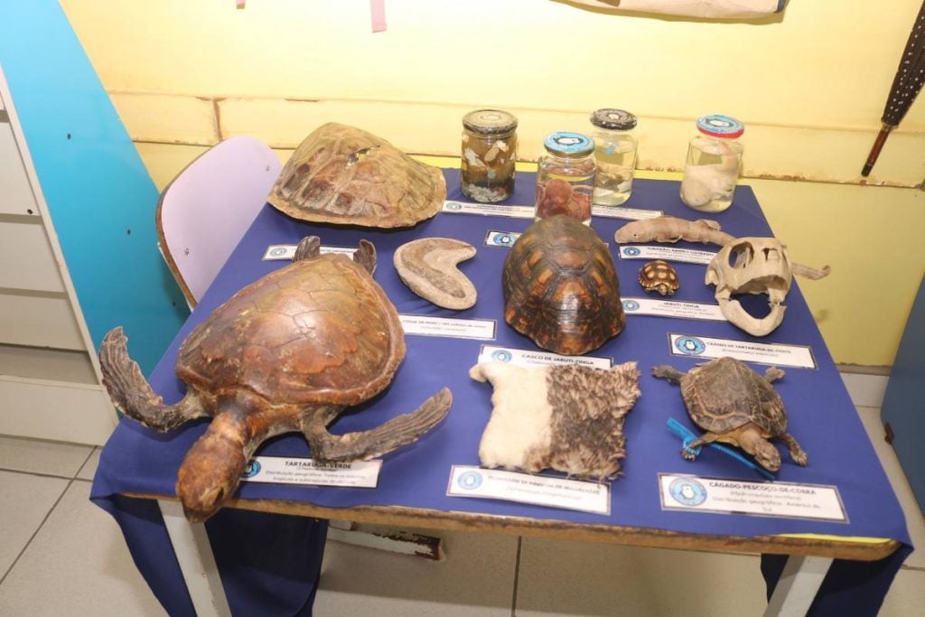 Exposição com cascos, réplicas, crânios e exemplares preservados de animais marinhos e terrestres em atividade de educação ambiental no Orquidário de Santos.