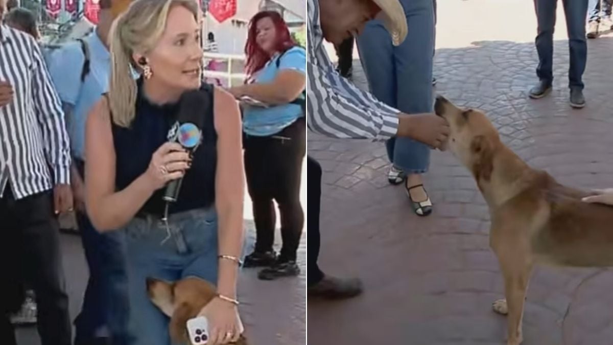 cachorro-ponto-jornalista