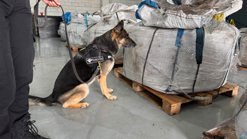 Cão farejador treinado com equipe de fiscalização ao lado de grandes volumes cobertos com lonas e pacotes apreendidos, em cenário de Receita Federal com foco em cocaína no Porto de Santos.