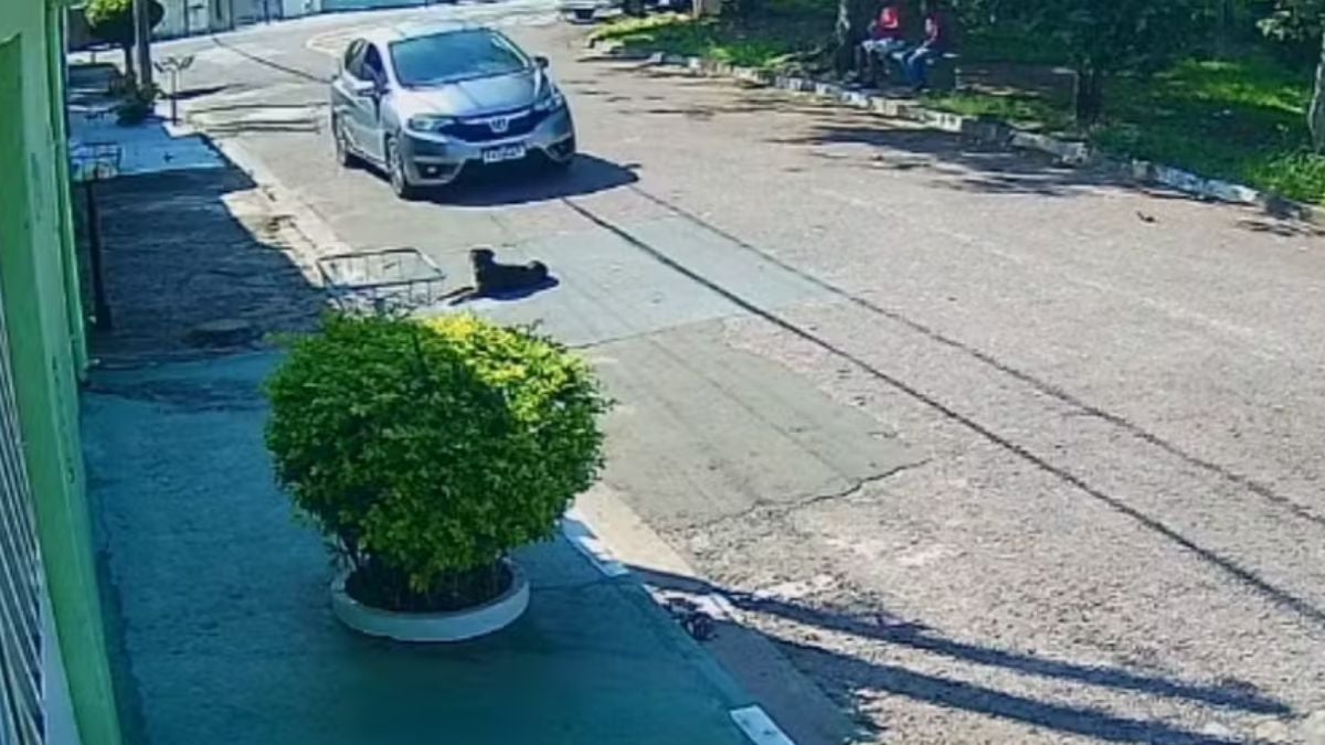 Câmera de segurança registra motorista de aplicativo em via de Valinhos após atropelar cachorra e fugir; ao lado da rua há a sombra e um cachorro no chão