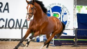 ABCCH realiza 21º Festival Nacional do Cavalo Brasileiro de Hipismo em Campinas, com cavalo marrom em movimento na arena durante prova de hipismo