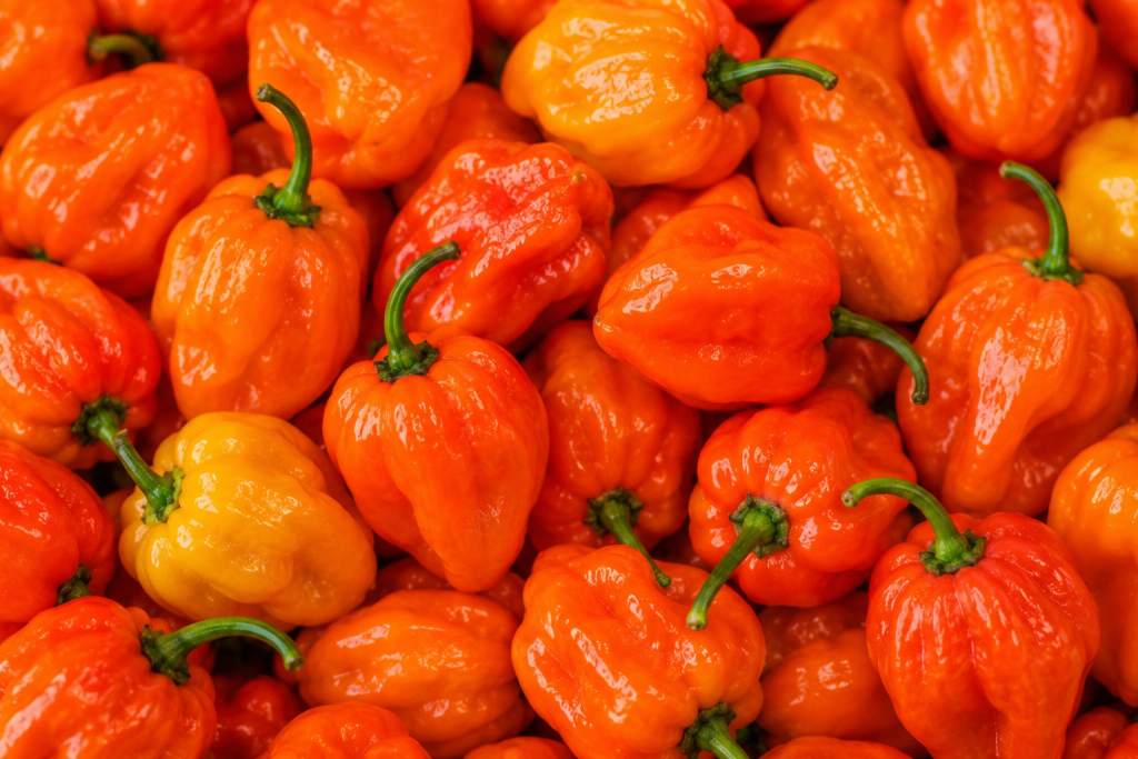 Habanero chama atenção pelo aroma frutado e pela ardência elevada. É bastante utilizada em molhos, marinadas, conservas e receitas da culinária mexicana e caribenha, além de pratos agridoces.