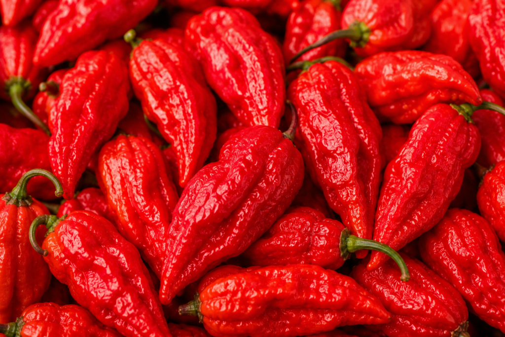 Ghost Pepper, já figurou entre as pimentas mais fortes do planeta. Tem sabor frutado com um leve toque defumado, mas a fama vem mesmo da intensidade. Costuma aparecer em molhos extremamente picantes, temperos e conservas artesanais.