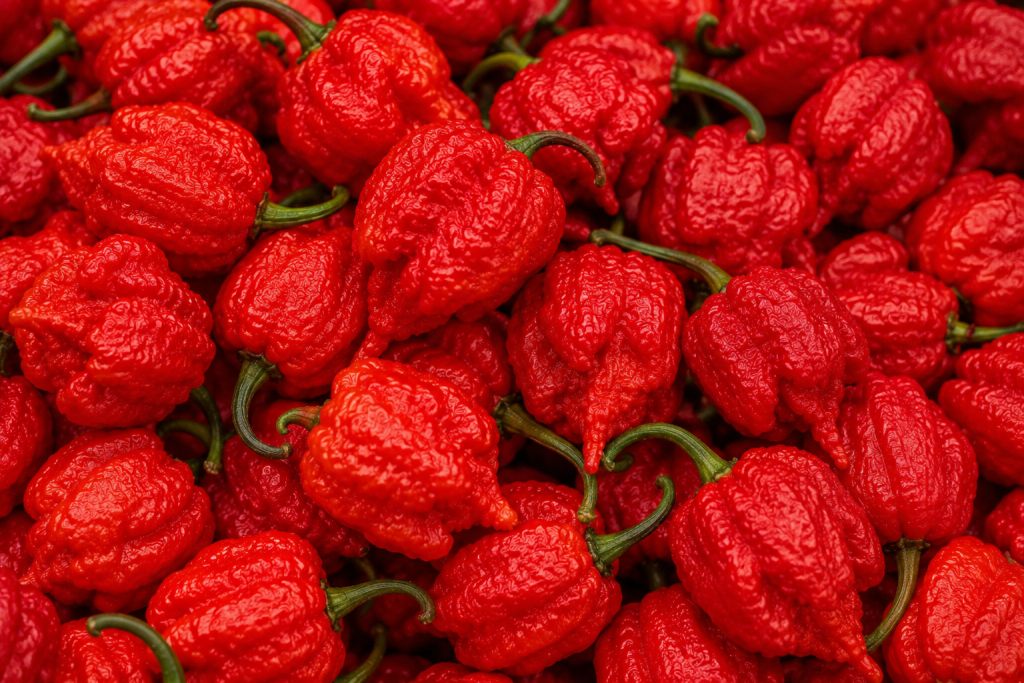 Se a ideia é testar os limites do paladar, ela é candidata forte. Desenvolvida nos Estados Unidos, a Carolina Reaper ficou conhecida mundialmente pelo nível extremo de picância. O sabor começa até frutado, mas logo dá lugar a uma verdadeira explosão de ardência.