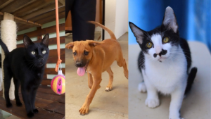 Três animais para adoção em Campinas: dois cães e um gato preto e branco em destaque, com aparência amigável, cenário de evento de resgate e adoção a partir de sábado (18).