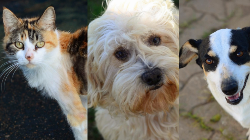 Foto de animais para adoção em Campinas: a gata Sofia e os cães Melo e Mônico aparecem lado a lado em retratos, destacando olhares atentos e porte de cada pet.