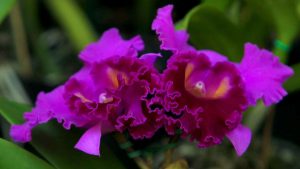 FESTIVAL DE ORQUÍDEAS E PLANTAS ORNAMENTAIS