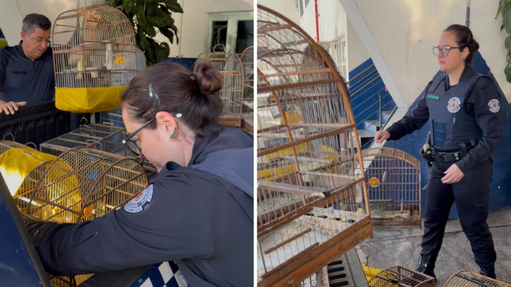 Aves silvestres apreendidas em Americana: agentes do Grupo de Proteção Ambiental apreendem 22 aves mantidas irregularmente em cativeiro no Jardim Brasil, durante ação em Americana, SP.