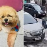 http://Cachorro%20é%20atropelado%20por%20viatura%20da%20Guarda%20Ambiental%20em%20Praia%20Grande;%20VÍDEO