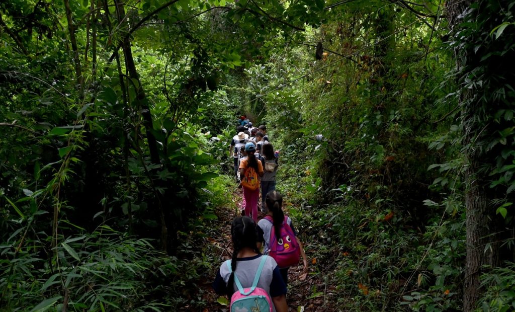 Trilha em meio à Mata de Santa Genebra, com visitantes caminhando por um corredor de vegetação densa e árvores verdes ao fundo, em foto de divulgação (Carlos Bassan).