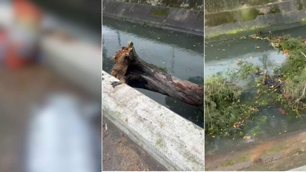 ventania em Santos: Registro em vídeo de uma grande árvore caída e parcialmente submersa em um canal em Santos, após a ventania; imagens mostram tronco e galhos na água e na margem.