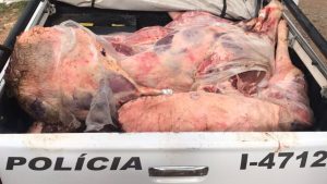 Carne imprópria para consumo apreendida pela PM em Campinas, com cortes de carne expostos em uma carroceria e o veículo de polícia ao fundo com a palavra “POLÍCIA” visível.