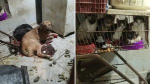 Maus-tratos em atibaia: cÃ£es debilitados e gatos confinados em instalaÃ§Ãµes precÃ¡rias, com animais em gaiolas e no chÃ£o, em notÃ­cia sobre prisÃ£o de mulher.
