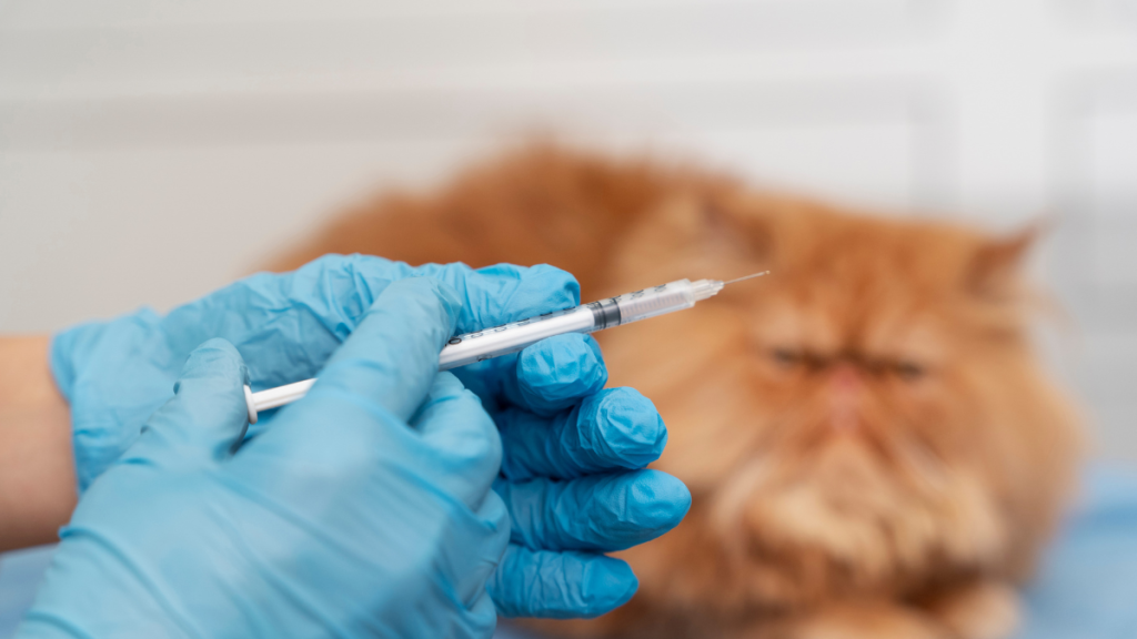 caso de raiva em Campinas: Profissional com luvas de proteção aplicando vacina em gato laranja, reforçando a importância da vacinação antirrábica em dia para prevenir a raiva em Campinas.