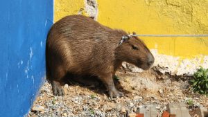 Capivara é resgatada após circular por ruas movimentadas em Limeira, aparecendo perto de uma parede colorida durante o atendimento