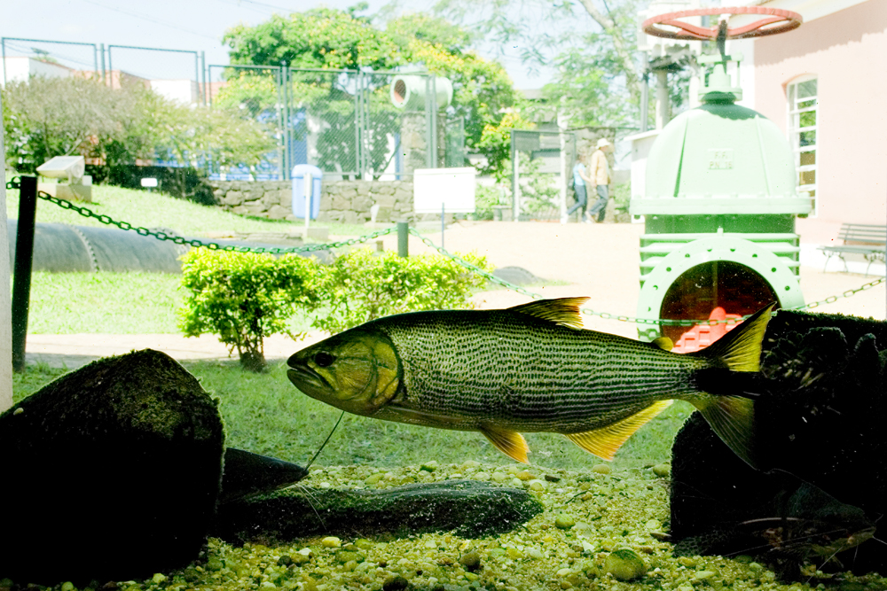 Aquário Municipal de Piracicaba