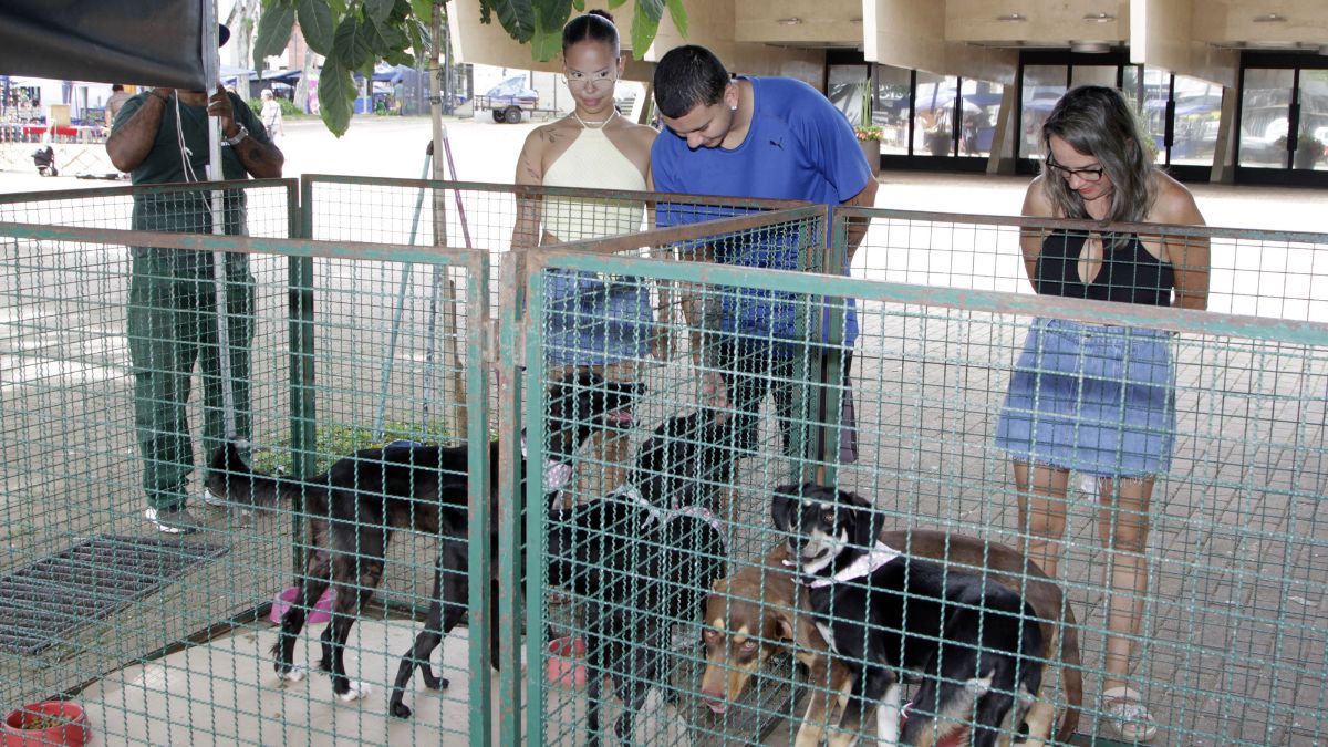 adoção de cães em Campinas.