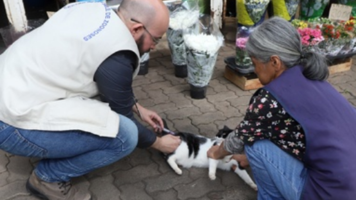 Equipe de vacinação aplica vacina em cães em ação no entorno do Cemitério da Saudade, em Campinas, em resposta a um caso de Raiva.