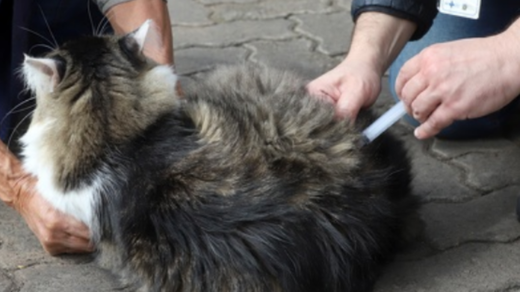 Vacinação de gato no Cemitério da Saudade, em Campinas, após confirmação do primeiro caso de raiva em 10 anos: equipe da Zoonoses aplica dose no animal