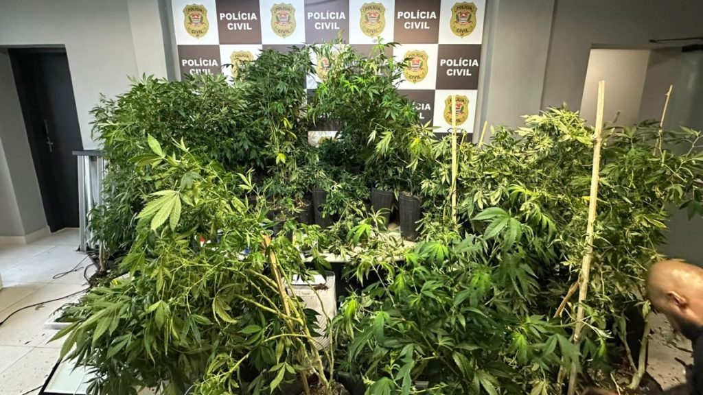 Plantas de maconha em vasos dentro de um imóvel vistoriado pela Polícia Civil, com material apreendido em ação no litoral de São Paulo após denúncia de plantação de maconha em borracharia.